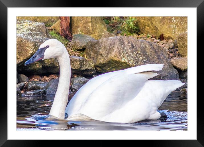 Graceful Swan Framed Mounted Print by Phil Longfoot