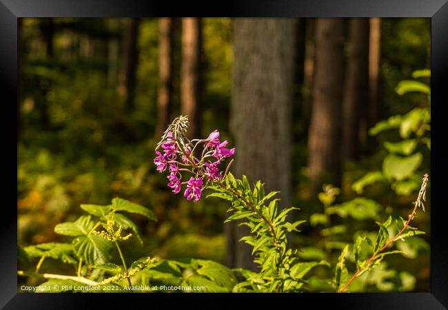 Wildflower in the forest  Framed Print by Phil Longfoot