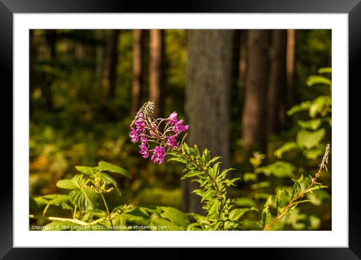 Wildflower in the forest  Framed Mounted Print by Phil Longfoot