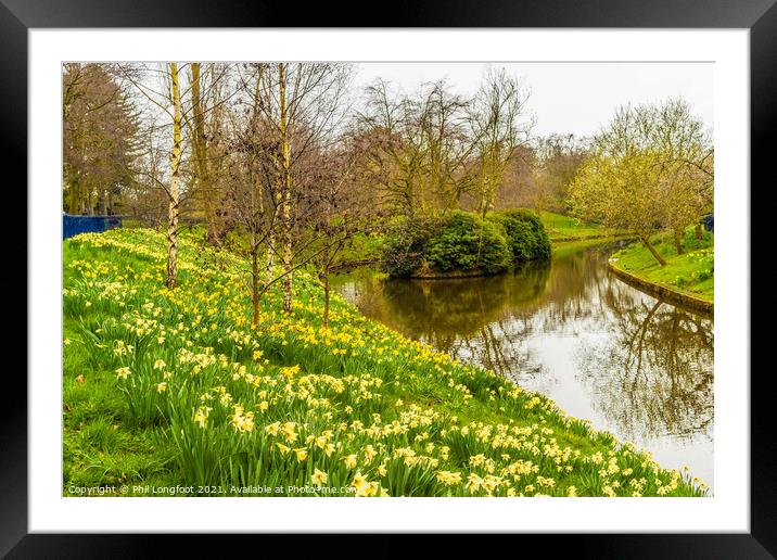 Daffodils in Sefton Park Liverpool Framed Mounted Print by Phil Longfoot