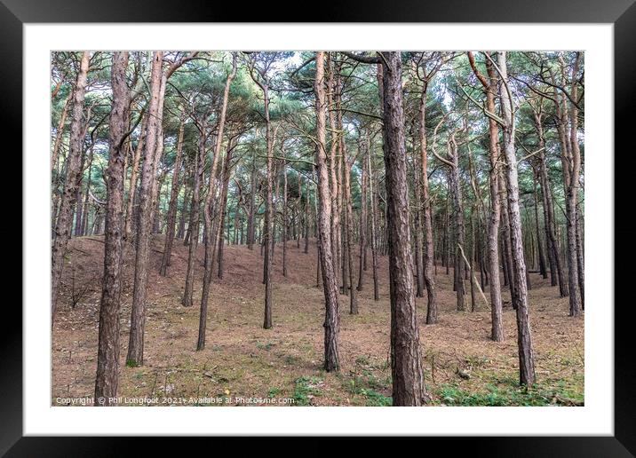 Autumn in the pinewood.  Framed Mounted Print by Phil Longfoot