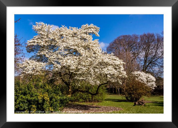 Springtime Blossom in a Liverpool park  Framed Mounted Print by Phil Longfoot