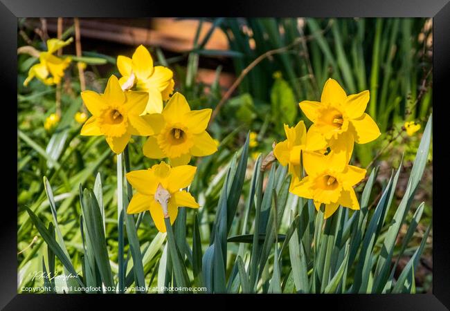 Beautiful Daffodils.  Framed Print by Phil Longfoot