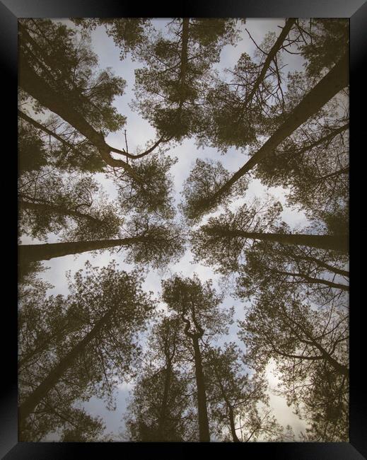 A Forest Framed Print by Wojciech Jagoda