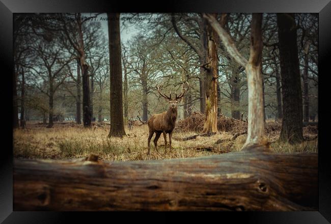 A Red Deer in the Wild Framed Print by Wojciech Jagoda