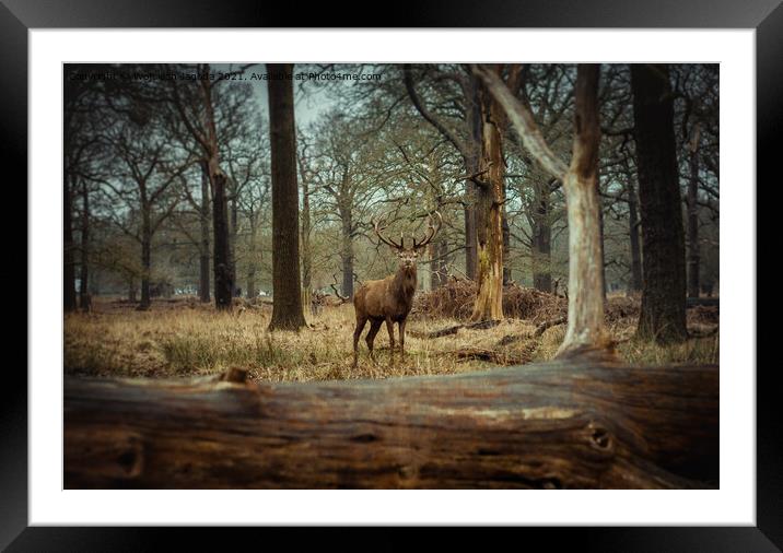A Red Deer in the Wild Framed Mounted Print by Wojciech Jagoda