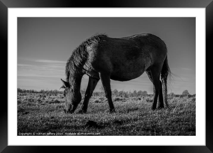 Dark Wild Stallion Grazing Framed Mounted Print by nathan jeffery