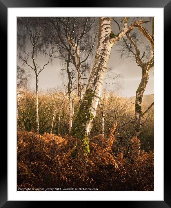 Golden Silver birch in the morning sun Framed Mounted Print by nathan jeffery