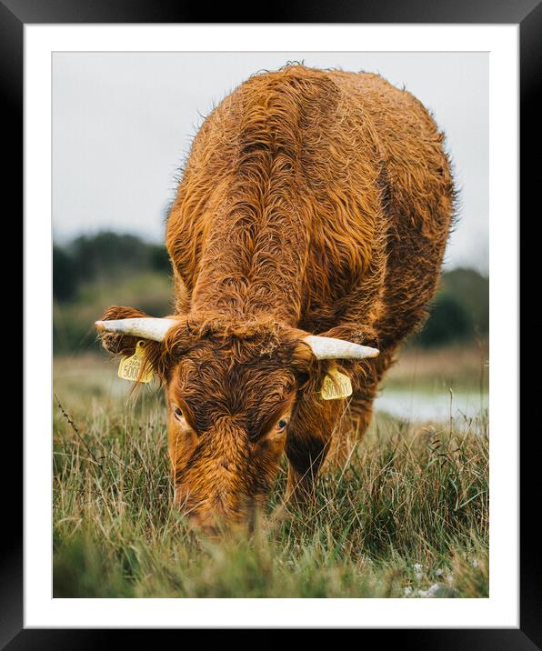 A Brown Cow Grazing  on The Cliffs St Magrets At C Framed Mounted Print by Billy McGarry