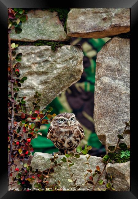 Little Owl in a Wall Framed Print by Ron Thomas