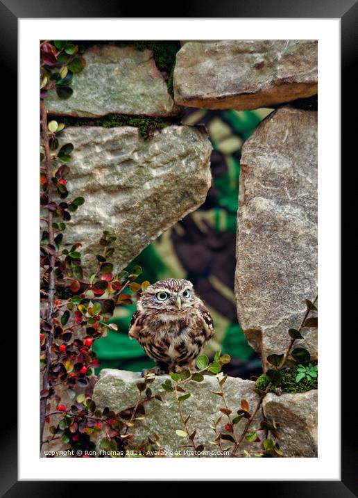 Little Owl in a Wall Framed Mounted Print by Ron Thomas