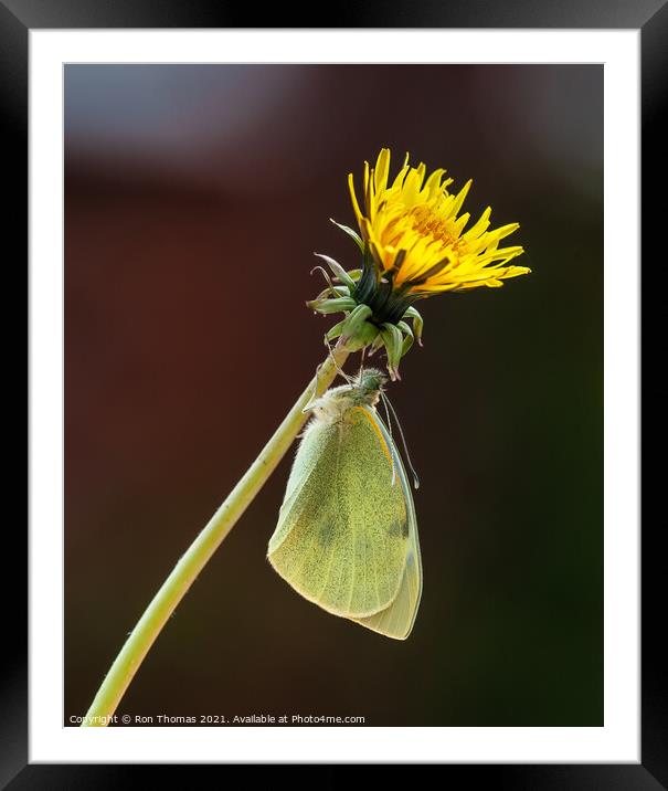 Large White Butterfly Framed Mounted Print by Ron Thomas
