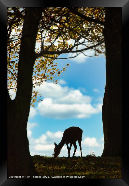 Red Deer Hind Framed Print by Ron Thomas