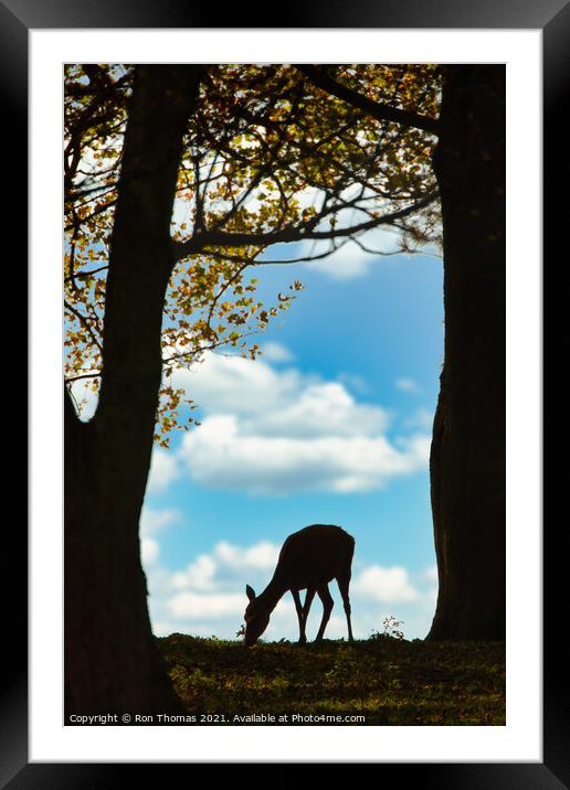 Red Deer Hind Framed Mounted Print by Ron Thomas