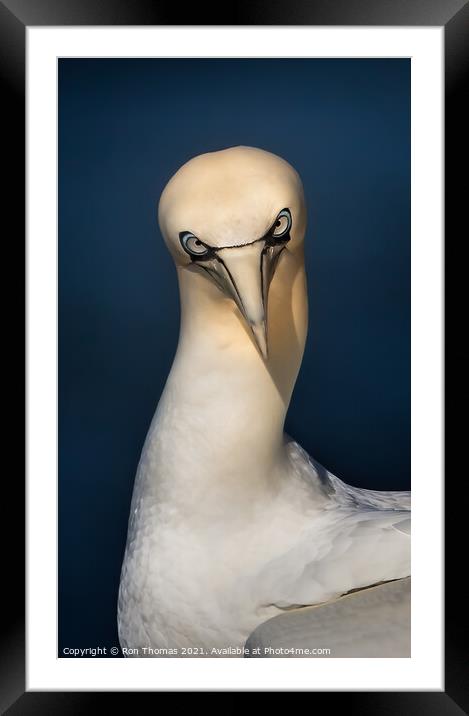 Gannet Staring Framed Mounted Print by Ron Thomas