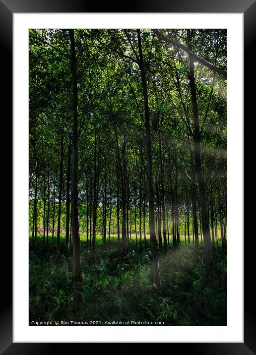 Avenue of Trees Framed Mounted Print by Ron Thomas