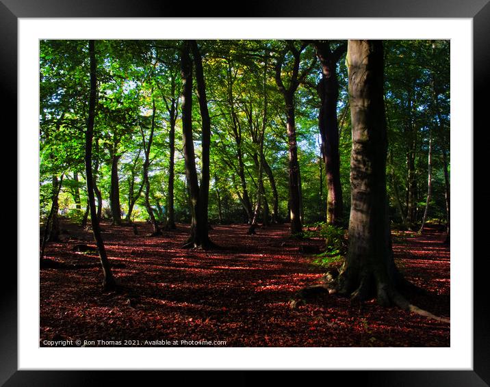 Eastham Woods, Wirral. Framed Mounted Print by Ron Thomas