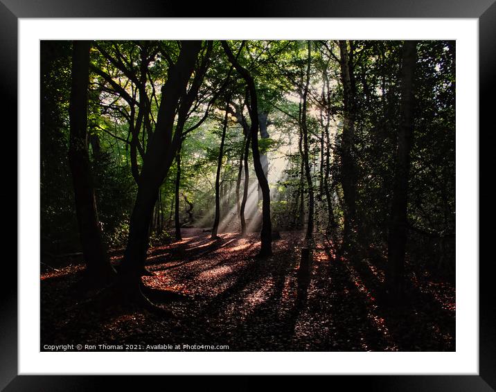 Eastham Woods, Eastham Country Park Framed Mounted Print by Ron Thomas
