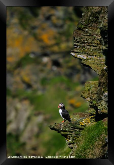 A Puffin Sitting on a Rock Outcrop Framed Print by Ron Thomas