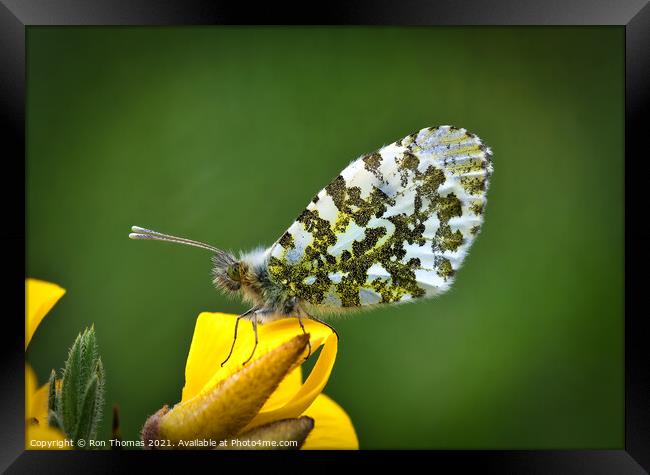 Orange Tip Butterfly Framed Print by Ron Thomas