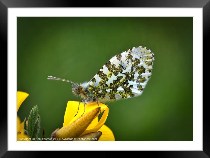 Orange Tip Butterfly Framed Mounted Print by Ron Thomas