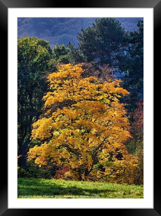 Golden Leafed Tree Framed Mounted Print by Ron Thomas