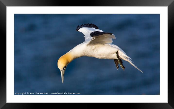 Gannet Hovering Framed Mounted Print by Ron Thomas