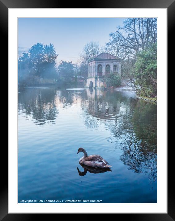 Swan in the Lake at Birkenhead Park Framed Mounted Print by Ron Thomas