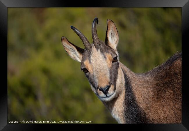 A close up of a chamois Framed Print by David Garcia Eirin