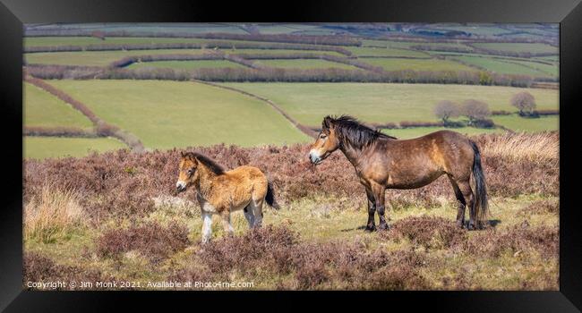 Exmoor Pony and Foal Framed Print by Jim Monk