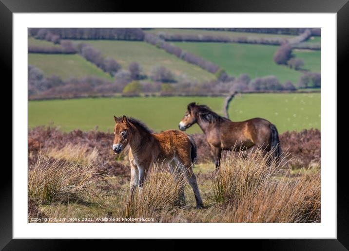 Exmoor Pony with Foal Framed Mounted Print by Jim Monk