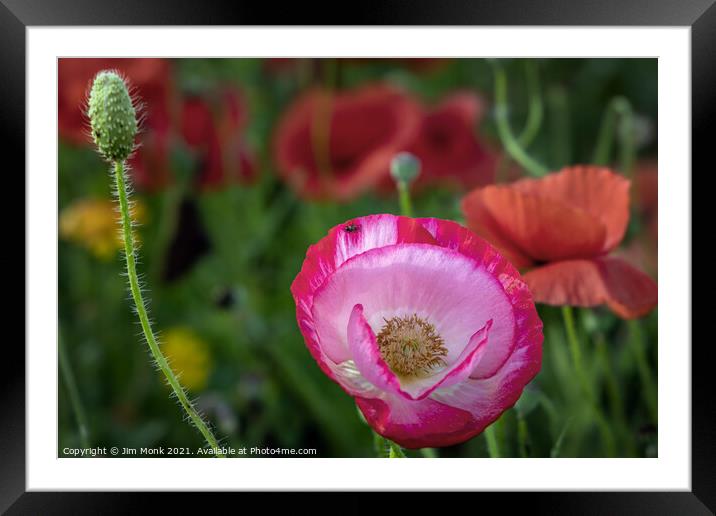Pretty In Pink Framed Mounted Print by Jim Monk