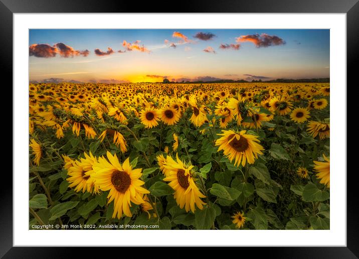 Sunflowers at Sunset Framed Mounted Print by Jim Monk
