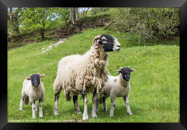 Swaledale ewe and lambs Framed Print by Jim Monk
