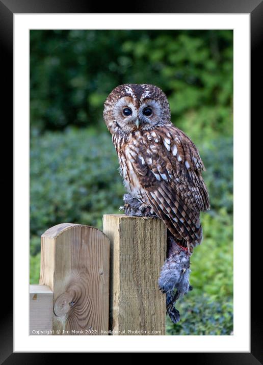 Tawny Owl Framed Mounted Print by Jim Monk