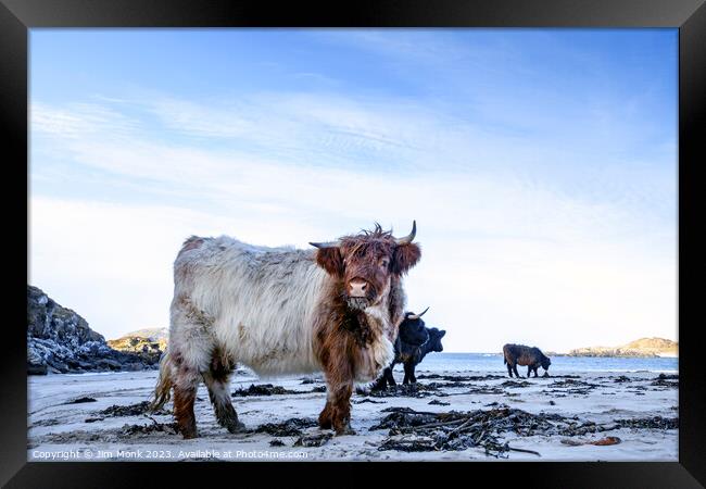 Bosta Beach Cows Framed Print by Jim Monk