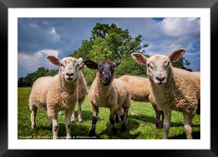 Curious Lambs Framed Mounted Print by Jim Monk