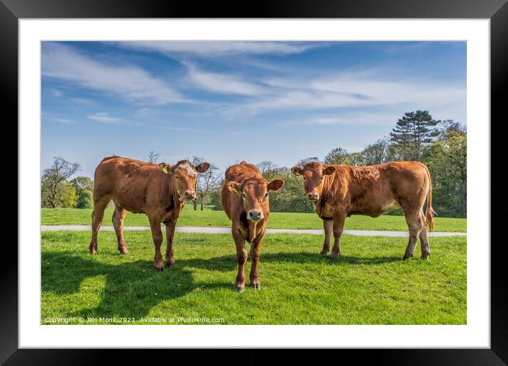 Three Brown Cows Framed Mounted Print by Jim Monk