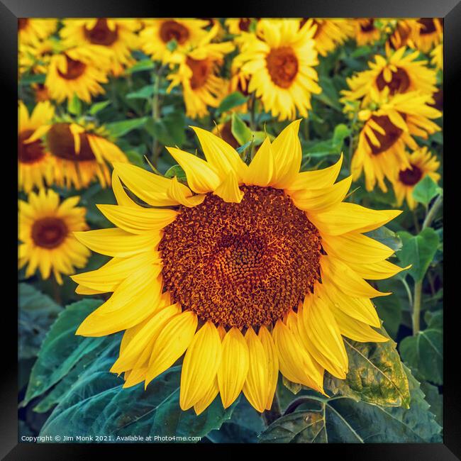Sunflowers Framed Print by Jim Monk