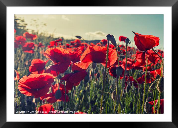 Poppies in the summer sunshine Framed Mounted Print by Jim Monk
