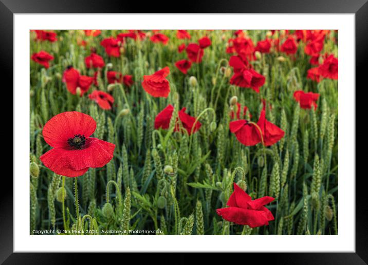 Red Poppies Framed Mounted Print by Jim Monk