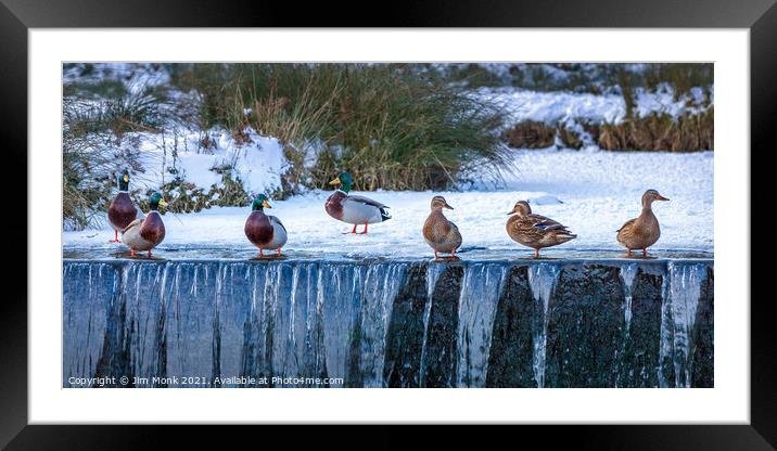 Ducks in a Row Framed Mounted Print by Jim Monk