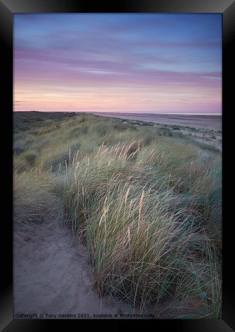 Light on the Dunes, Lincolnshire  Framed Print by Tony Gaskins