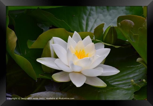 Water lily Framed Print by Jacqueline Jones