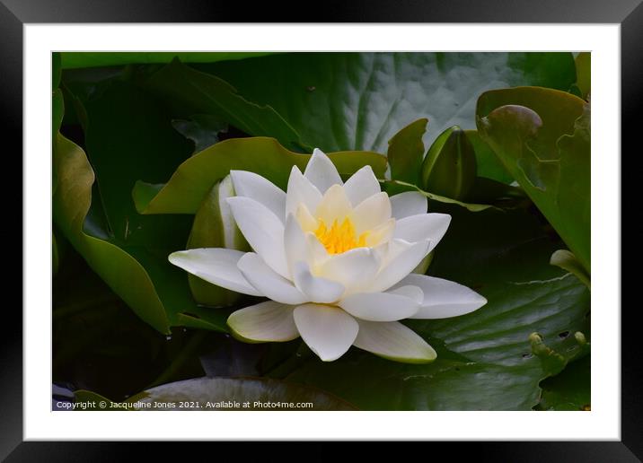 Water lily Framed Mounted Print by Jacqueline Jones