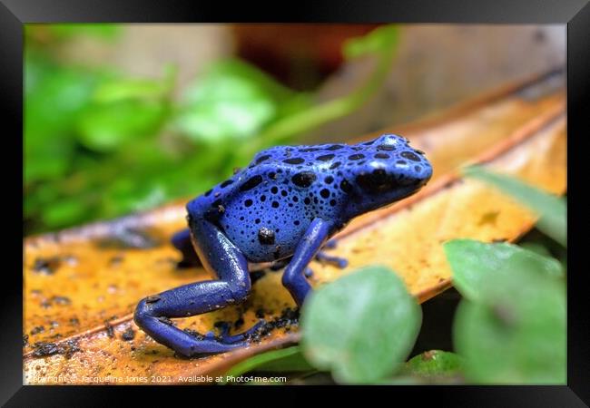 Blue poison dart frog Framed Print by Jacqueline Jones