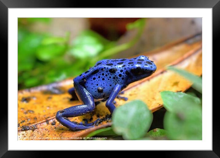 Blue poison dart frog Framed Mounted Print by Jacqueline Jones