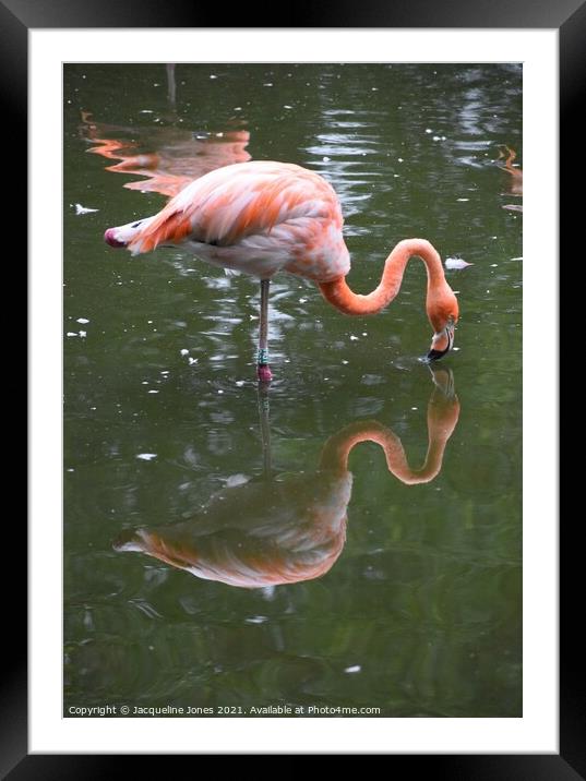 Flamingo kissing reflection Framed Mounted Print by Jacqueline Jones