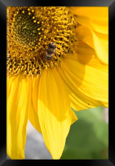 Sunflower Framed Print by Jacqueline Jones