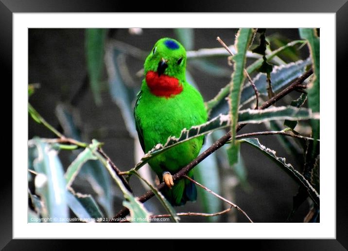Green, red, blue, bird Framed Mounted Print by Jacqueline Jones